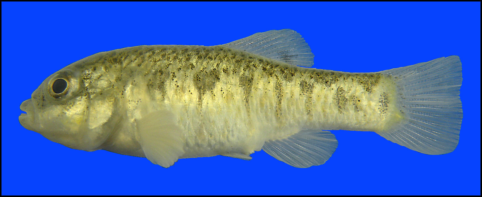 Conchos pupfish Cyprinodon eximius